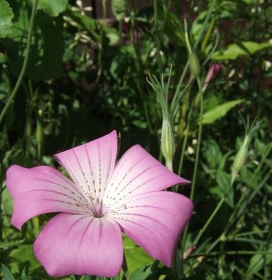 pretty pink wildflower.jpg