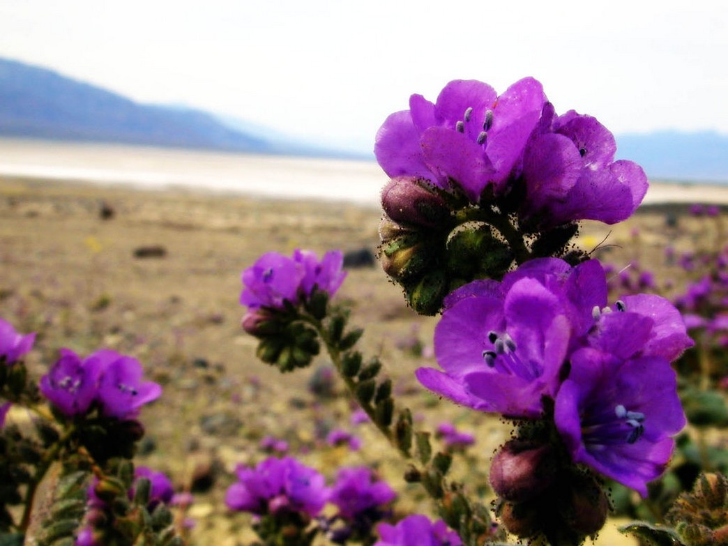 pretty purple wildflowers.jpg