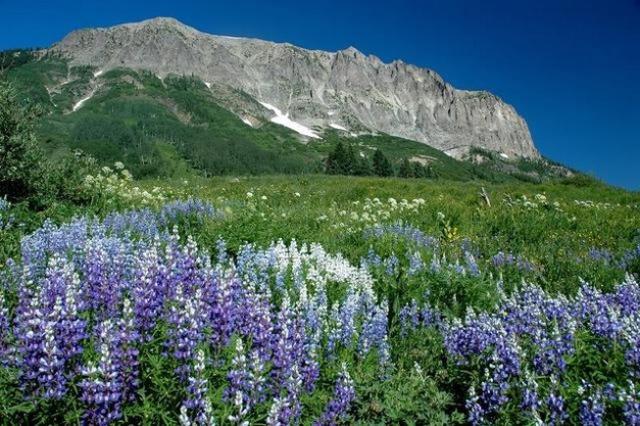 purple and blue wildflower meadow picture.jpg
