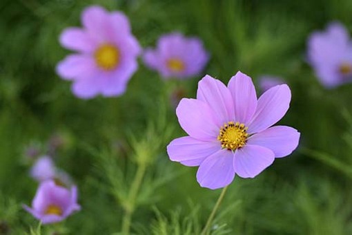 purple cosmos wildflower.jpg
