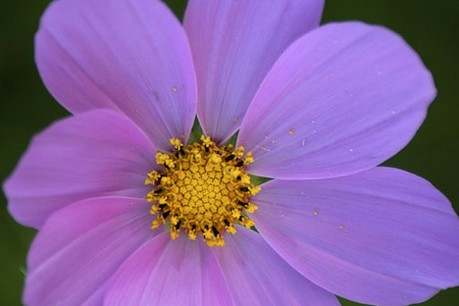 purple cosmos wildflower picture.jpg