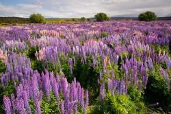 purple wildflowers picture.jpg