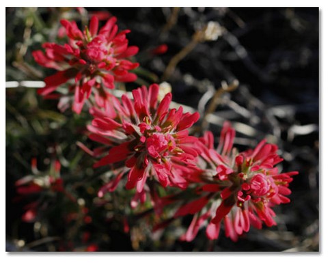 red Wildflower image.jpg