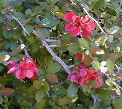 red wildflower picture.jpg