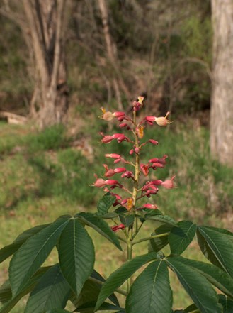 red wildflowers image.jpg