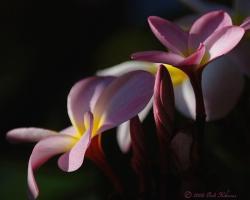 pink and yellow tropical flowers.jpg