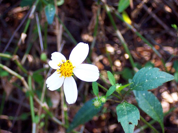 Rich La Penna wilflower in white.jpg
