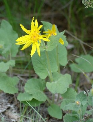 roadside wildflowers Heartleaf Arnica.jpg