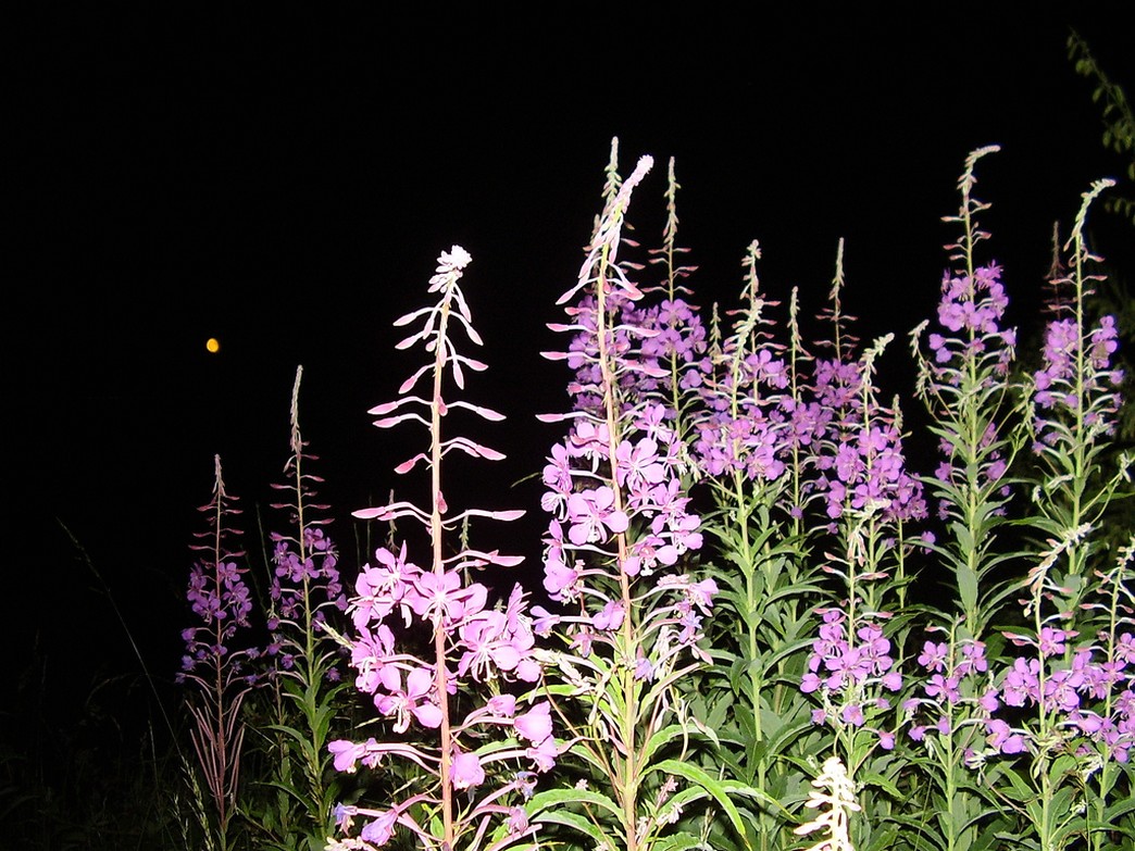 Rosebay Willowherb.jpg