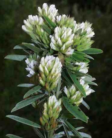 Roundhead Bushclover photo.jpg