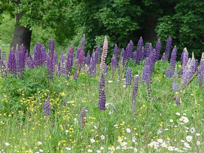 ruffwood woods wildflowers.jpg