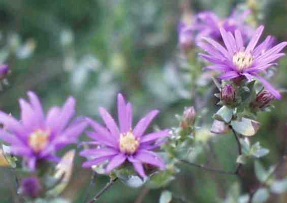 Silky Aster.jpg
