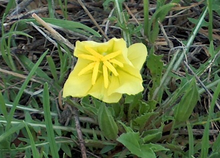 single bright wildflower.jpg