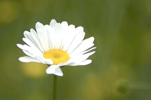 single daisy.jpg