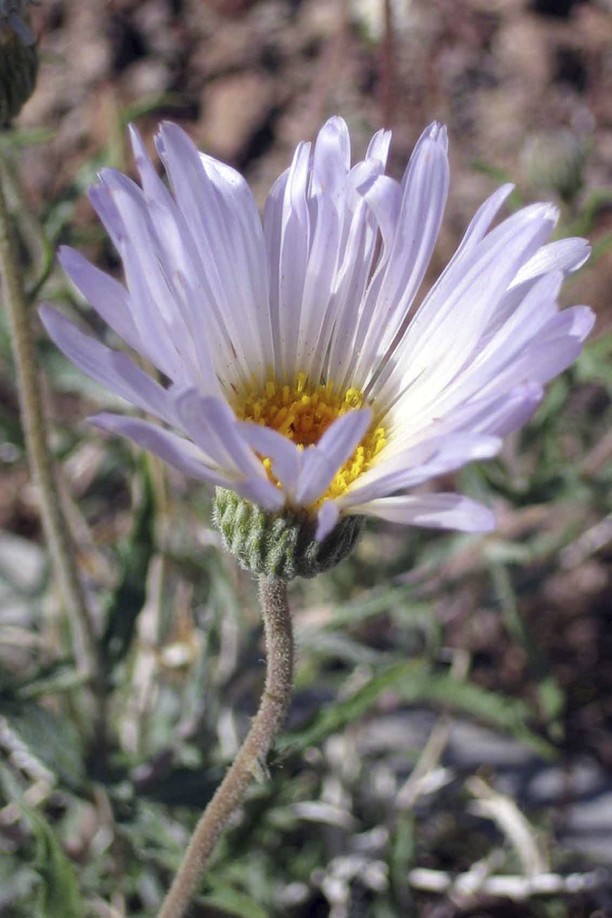 single wildflower picture.jpg
