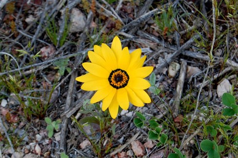 single yellow bright wildflower closeup.jpg