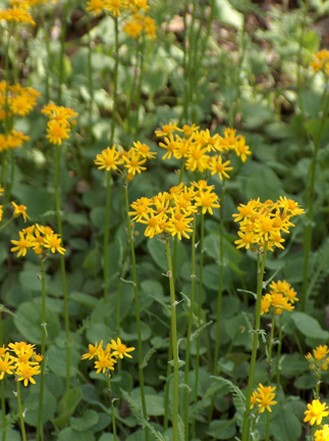 small dark yellow wildflowers picture.jpg