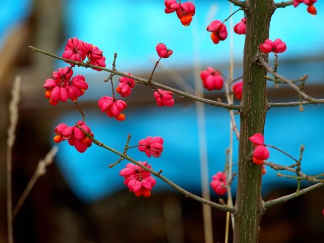 small pink flowers.jpg