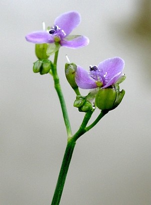 small purple wildflower.jpg