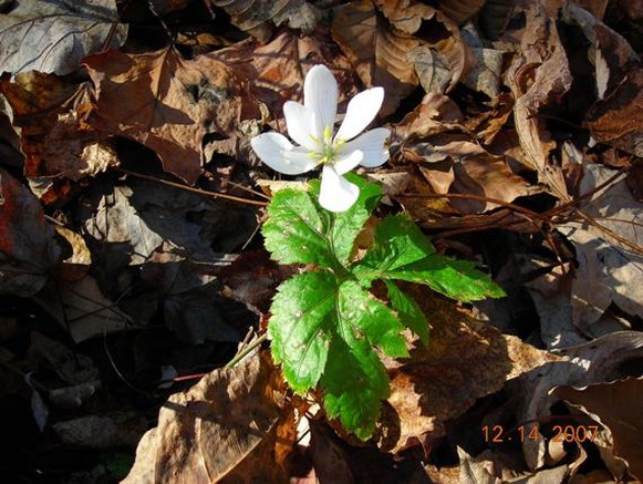 small white wildflower.jpg