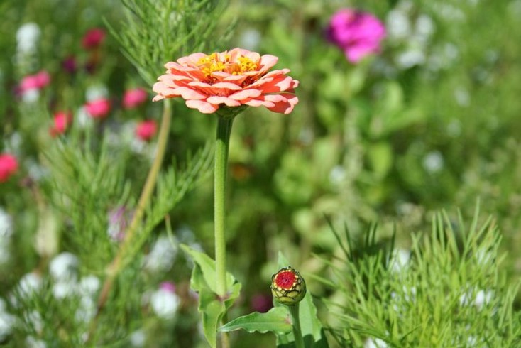 small wildflowers.jpg