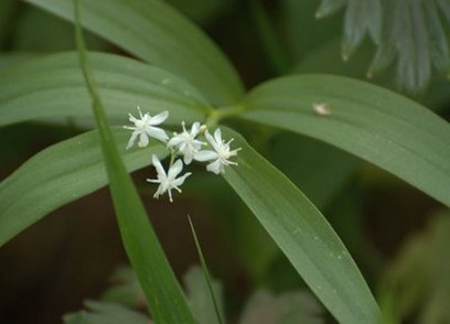 spring white wildflowers picture.jpg