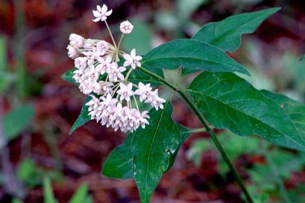 spring wildflower.jpg