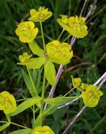 Spurge wildflowers.jpg