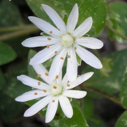 Star Chickweed.jpg