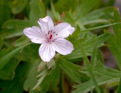 Sticky Geranium wildflower.jpg