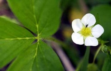 strawberry wildflower.jpg