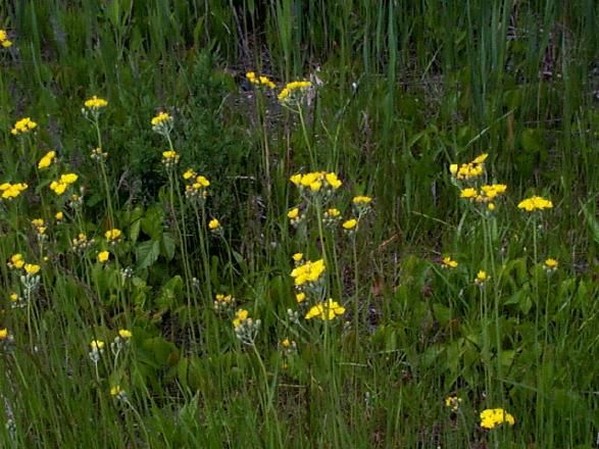 tall Yellow wildflowers.jpg