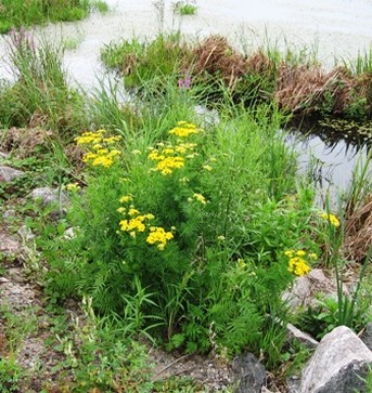 tansy daisy.jpg