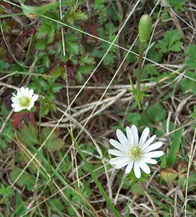Ten-Petal Anemone wildflowers.jpg