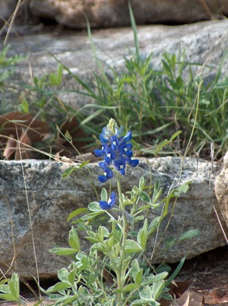 Texas wildflower.jpg