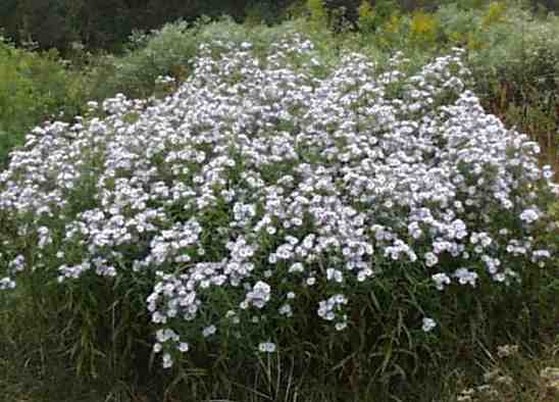 The whole plant.jpg