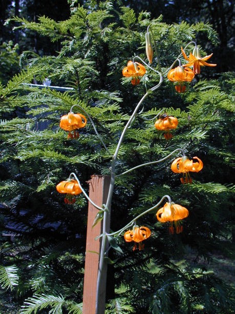 tiger lily wildflowers in orange.jpg