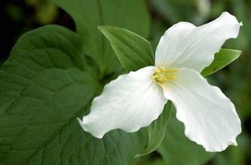 trillium picture.jpg