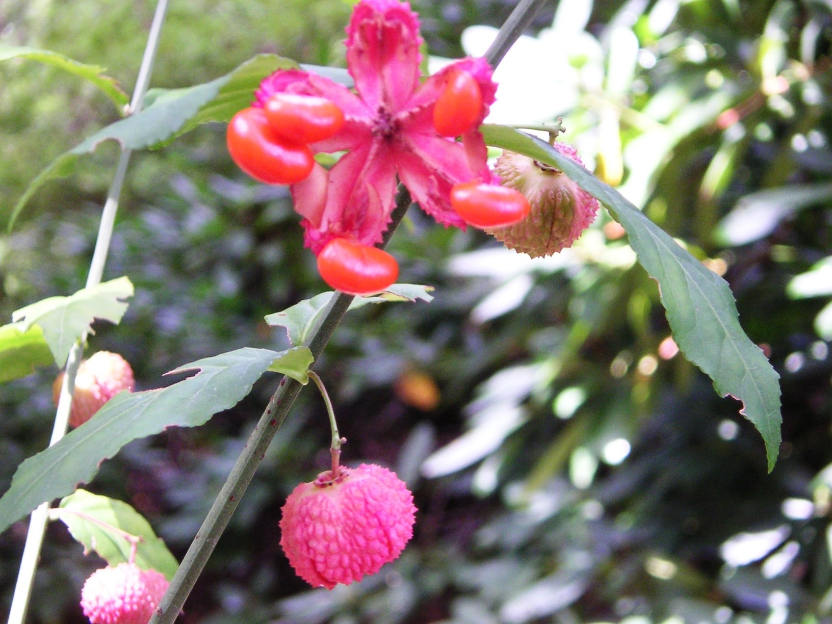 tropical wildflowers.jpg