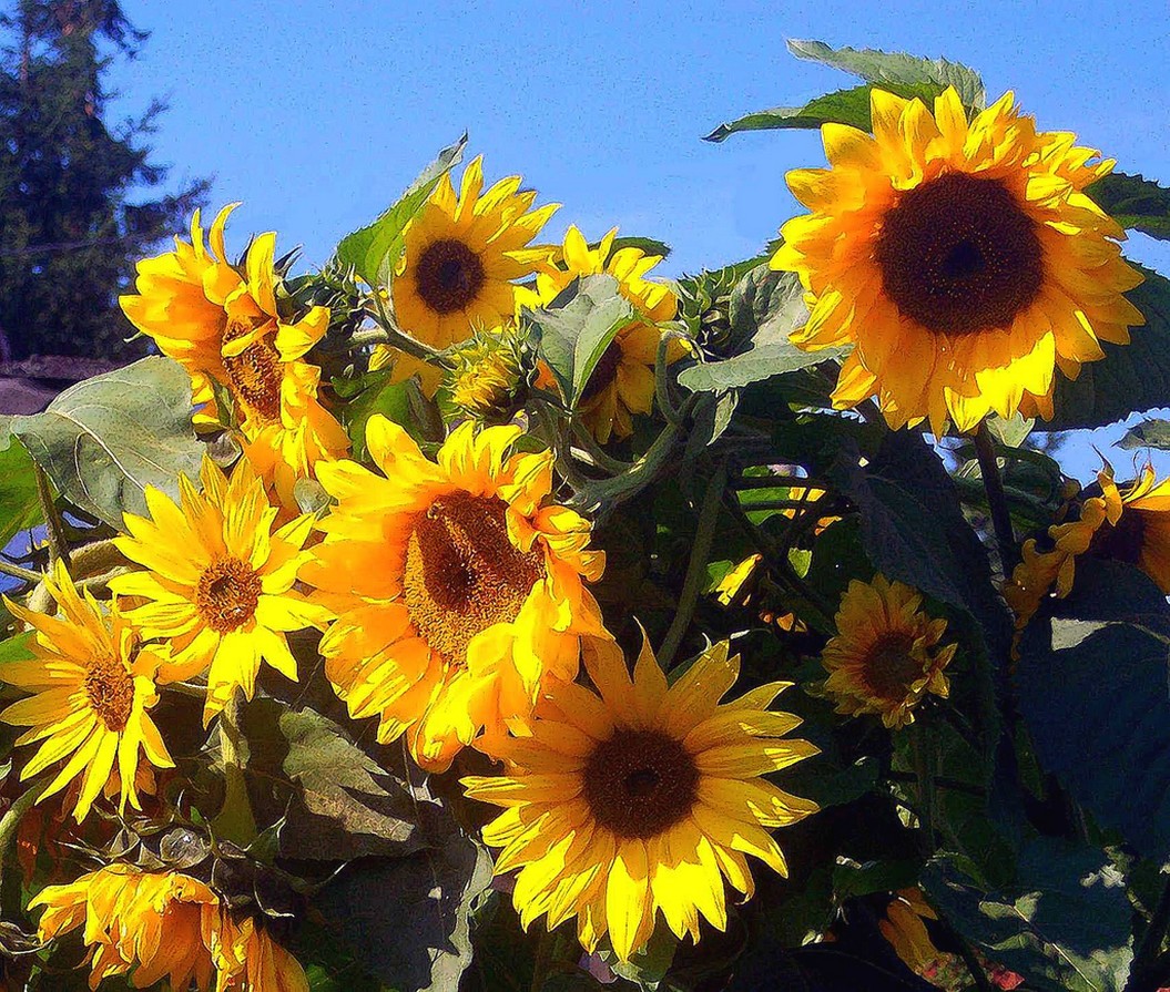 sunflowers picture.jpg