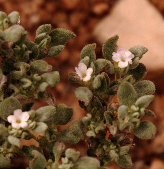 unid ground cover wildflower.jpg