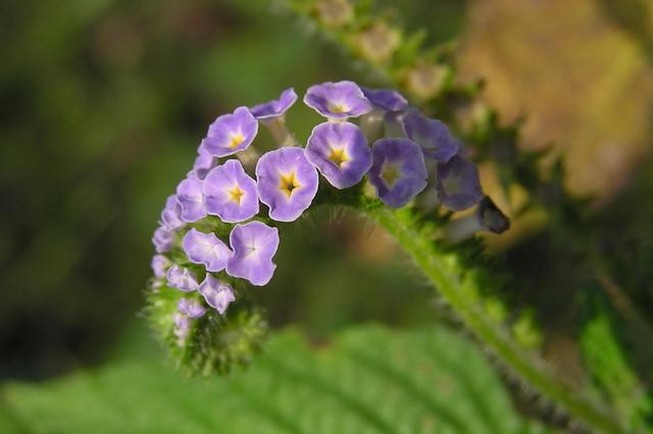 unique purple wildflowers.jpg