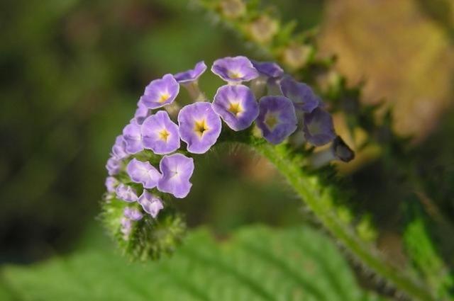 unique purple wildflowers.jpg