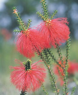 unique red wildflowers.jpg