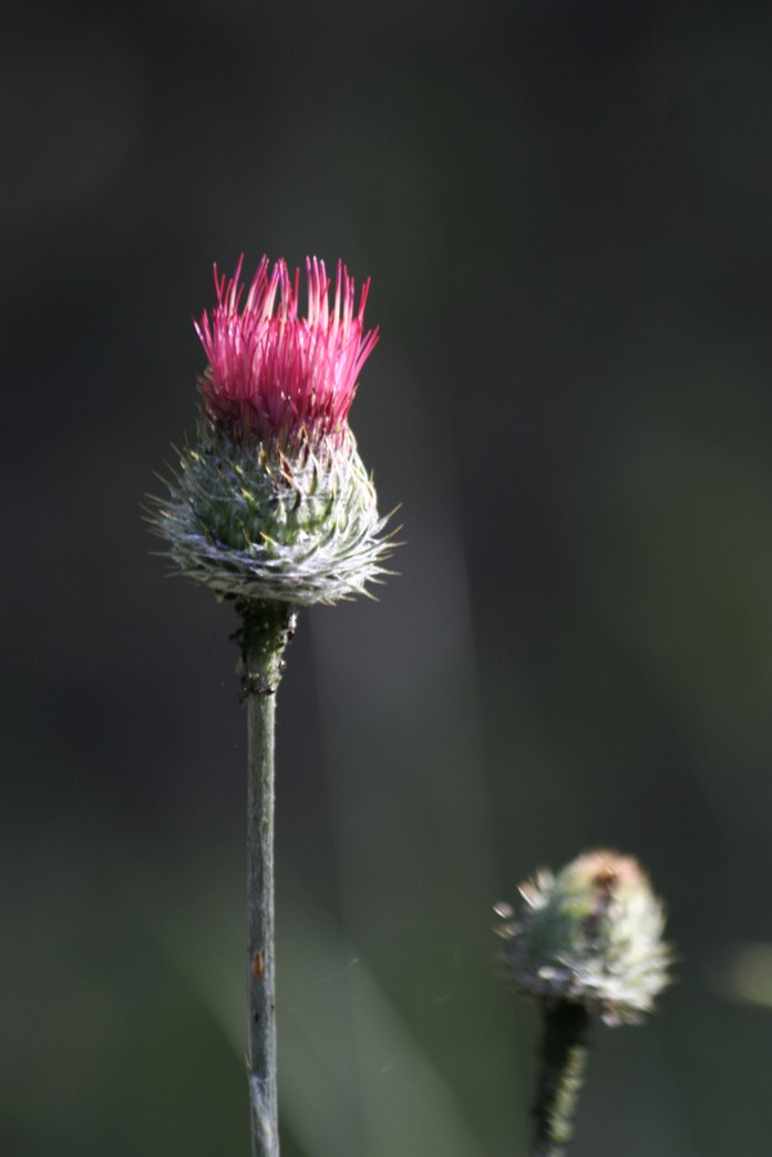 unique wildflower in dark pink.jpg