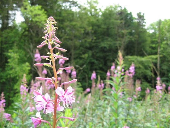 Waterboard Wildflower.jpg