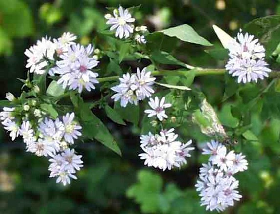 white and light pink Calico Aster picture.jpg