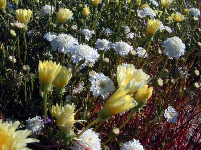 white and yellow wildflowers pic.jpg