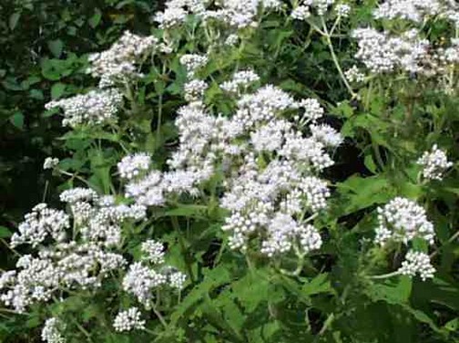 white Boneset picture.jpg