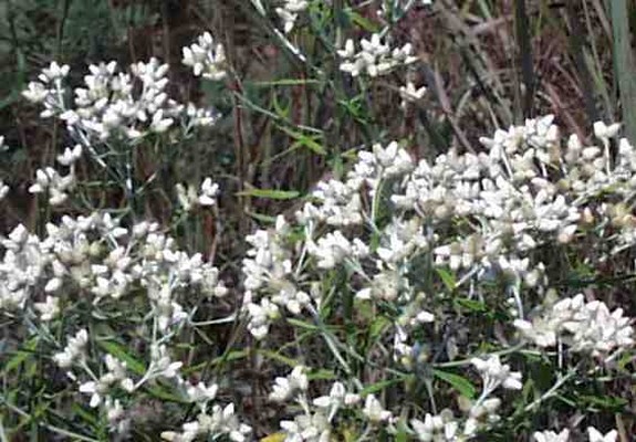 white False Boneset.jpg